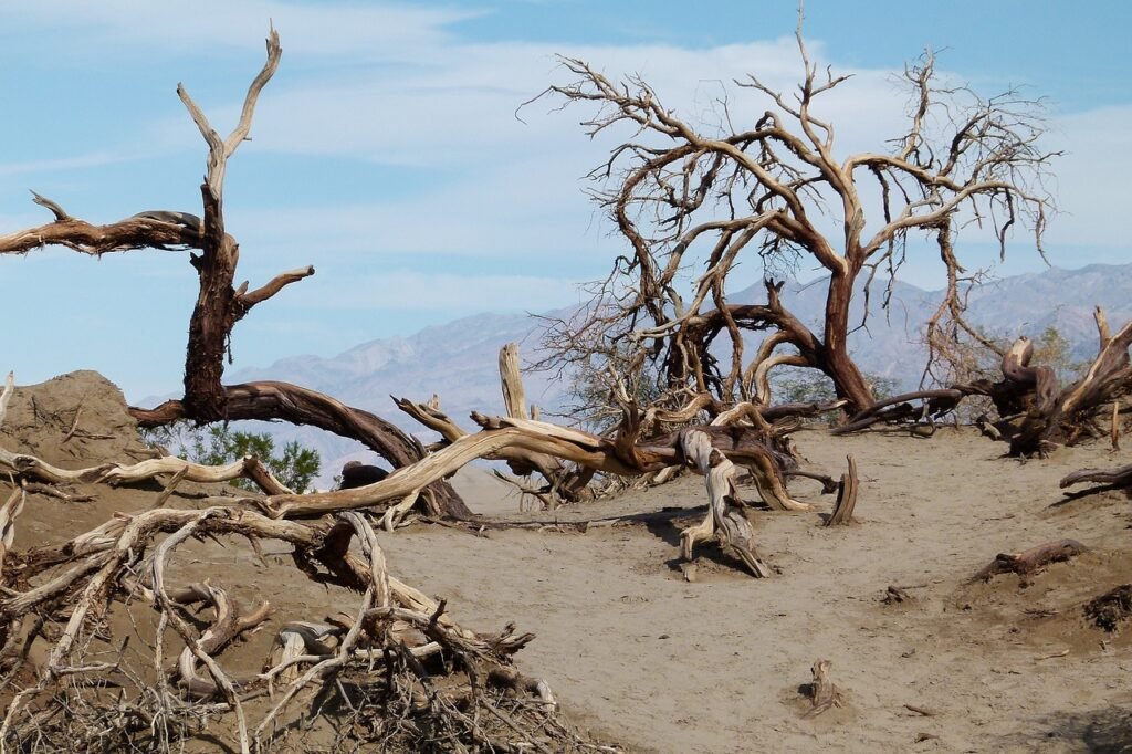 death valley, scrubs, sand-89261.jpg