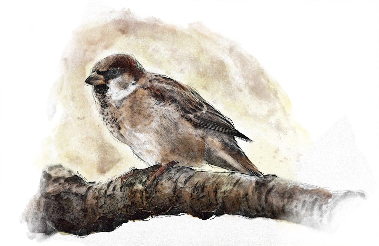 sparrow, bird, nature-2400478.jpg