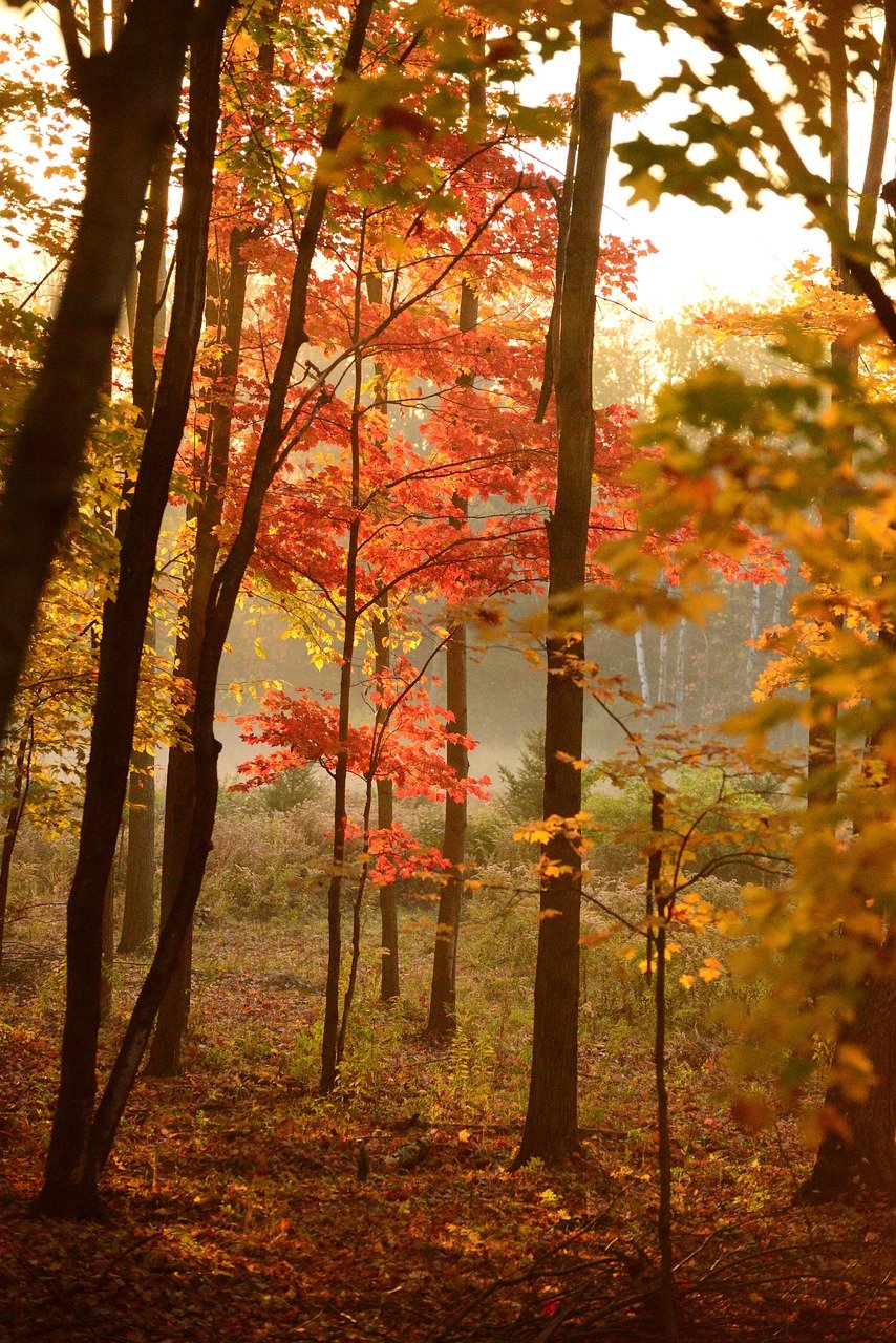 trees, forest, woods