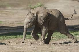 Baby elephant