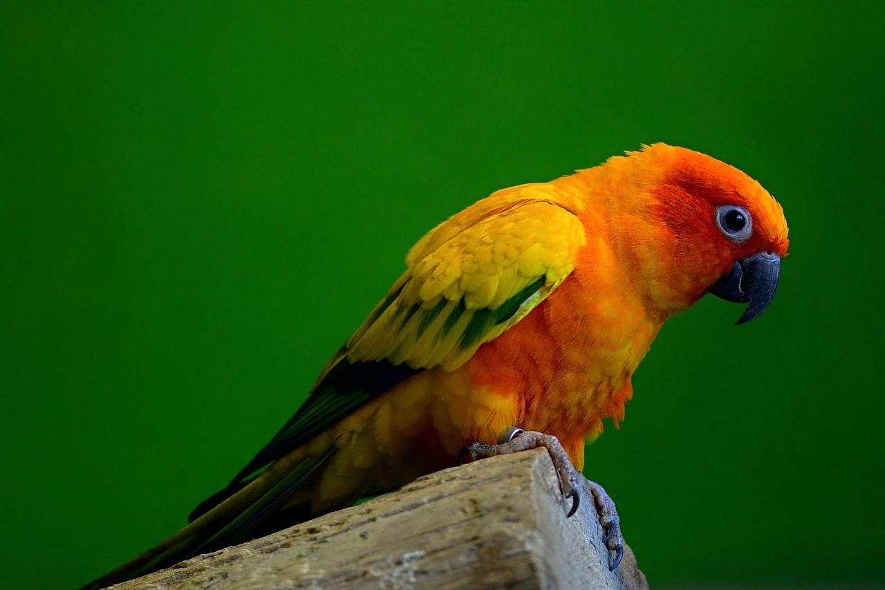 PARAKEET DRAWING