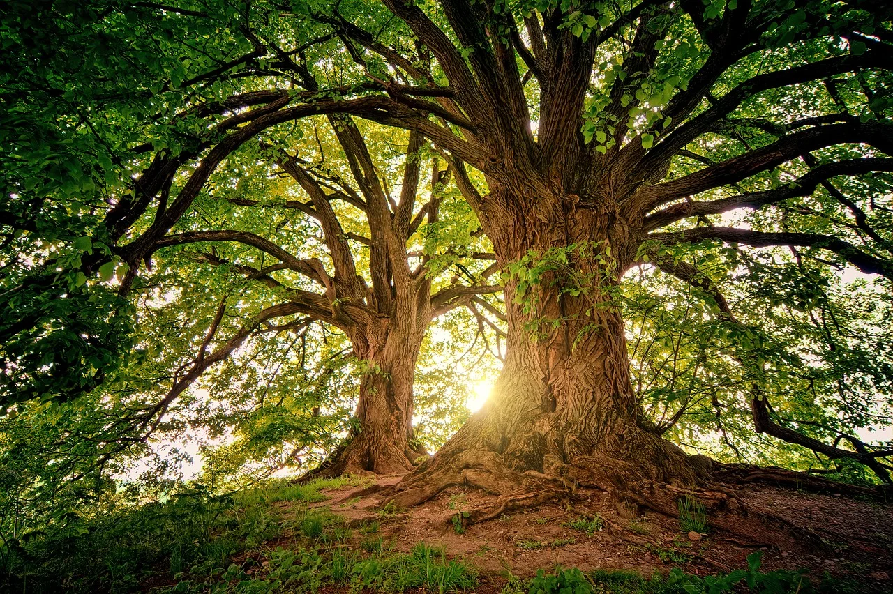 The Secret of the Enchanted Forest